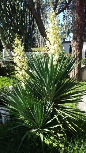 Hotel Park Calitto - image 11