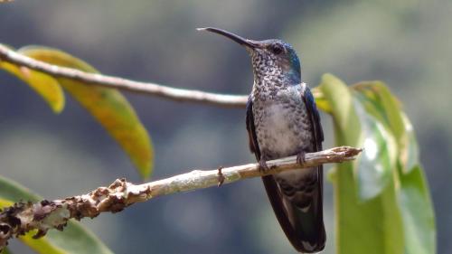 周邊環境, Mindo Suites - Rufous in 明多