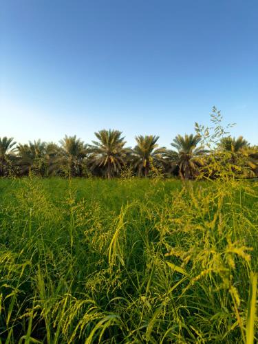 Palmas Desert Resort in Al Ain
