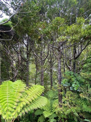 周邊環境, Kauri Coast Bungalow in 卡雷卡雷