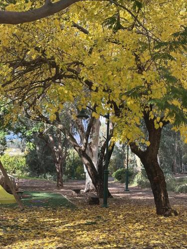 צימר יערת הדבש – khách sạn tại Dafna