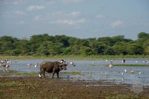 Lake Manyara Serena Safari Lodge photo 3