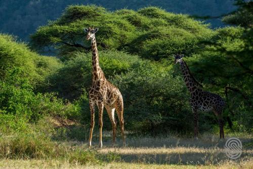 Lake Manyara Serena Safari Lodge