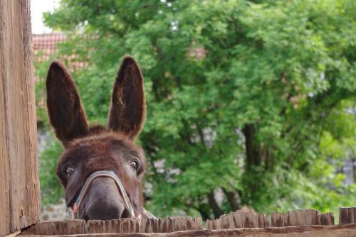 Le gîte des ânes à chroniques gîte à louer Badailhac
