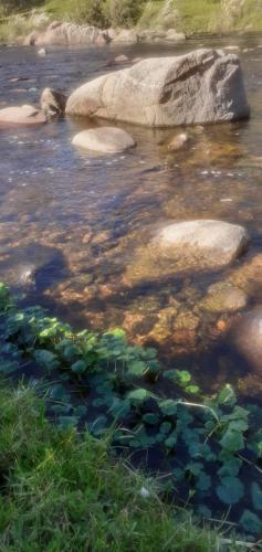 Latido de Montana in Cosquin