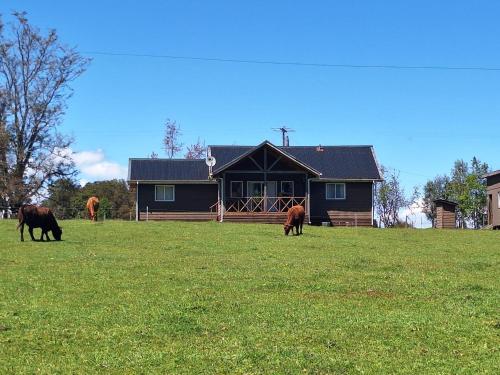 Puyehue in Puyehue