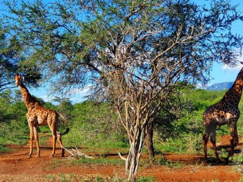 Nearby attraction, KaMsholo Bushveld Safaris in Lubombo