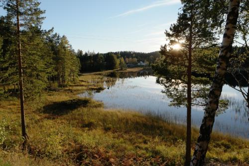 . Bjørkeskogen