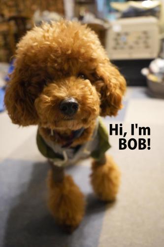 Slopeside Lodge Hakuba in 하쿠바