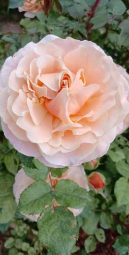 Old Schooling Summer Cottage in โอเลียรี