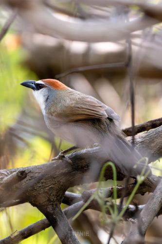 Lingkungan alam yang asri