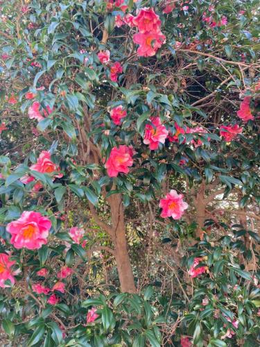 ＯＫＵＮＯ ＩＥ