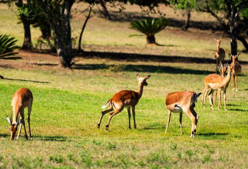 Intibane Lodge in Ulundi
