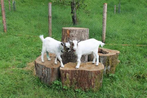 Bauernhof Familie Knoblechner