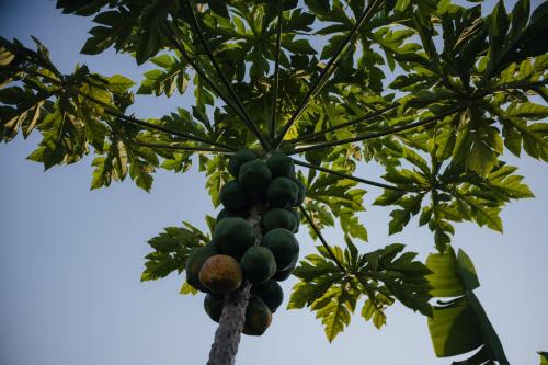 Apkārtne, Living Earth Farm Diannah - Sounds of Nature in Abéné