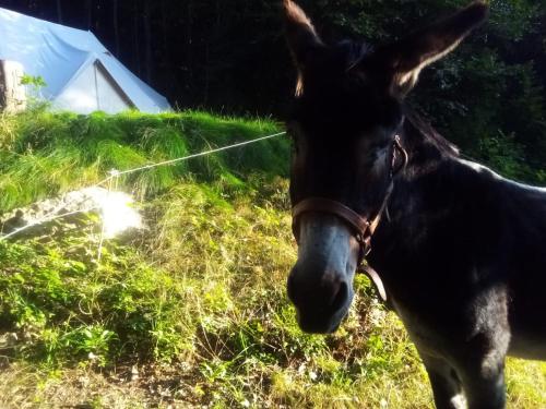 Skats, Tente Tipi en pleine forêt (Tente Tipi en pleine foret) in Burzet