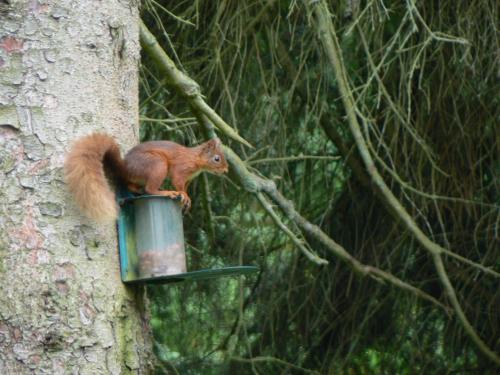 Forest How Guest House - image 11