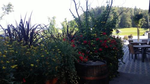 Darja Guesthouse - image 3