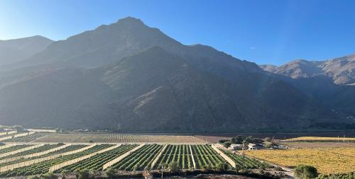 Elqui Valley Avocado Farm