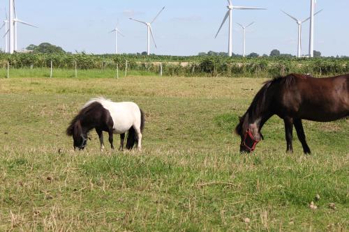 Apkārtne, Ferienhaus Achtern Diek in Karolinenkoga