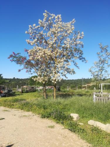 Moixons in Calonge de Segarra