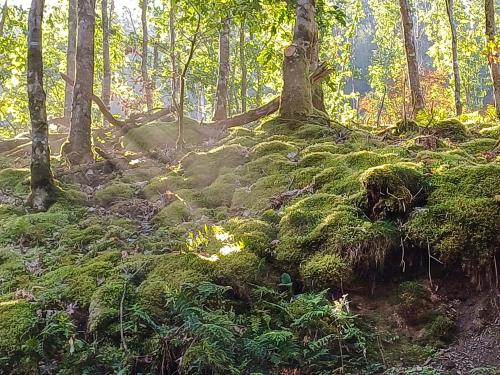 外部景觀, The Glen in 德維爾布里奇