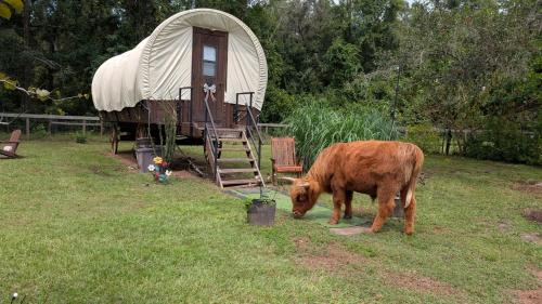 Luxury Covered Wagon, Rooterville Animal Sanctuary in Keystone Heights