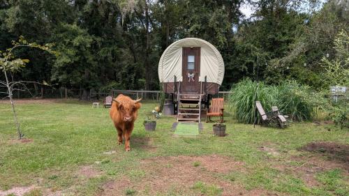 Luxury Covered Wagon, Rooterville Animal Sanctuary in Keystone Heights