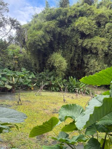 balcon birds ecopolis in El Queremal