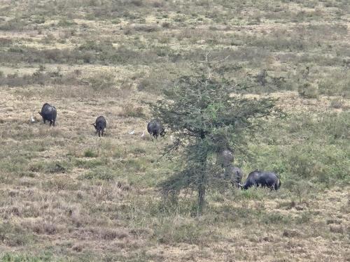 The savannah views homestay Nakuru, kenya in 奈庫魯