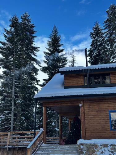 In The Forest - Accommodation - Mestia