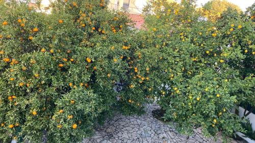 The Lemon Tree House in Sesimbra