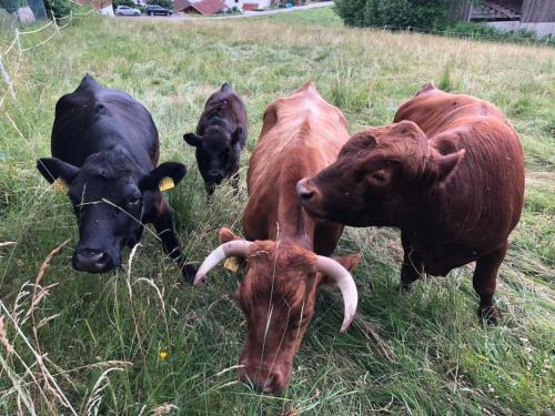 Apartment Tälerblick 2 by Interhome (Apartment Talerblick 2 by Interhome) in 伯布拉