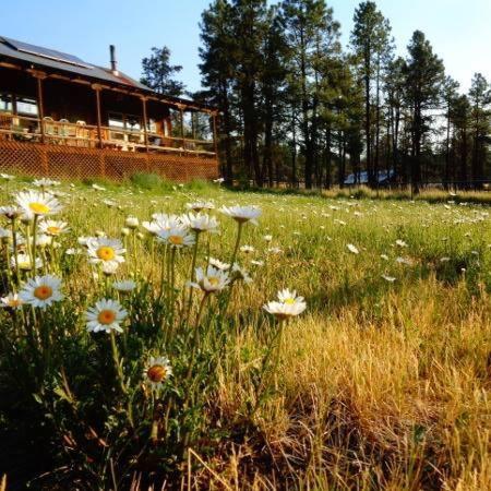 Beaver Creek Guest Ranch in Greer (AZ)