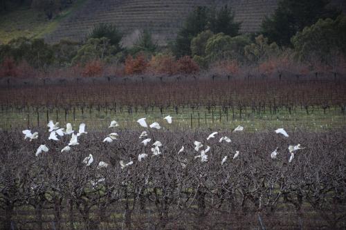 Borrodell Vineyard