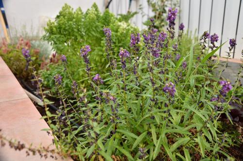 Jardín, Sweet Little House in Acre