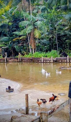 Acampamento selvagem in Rio Preto da Eva