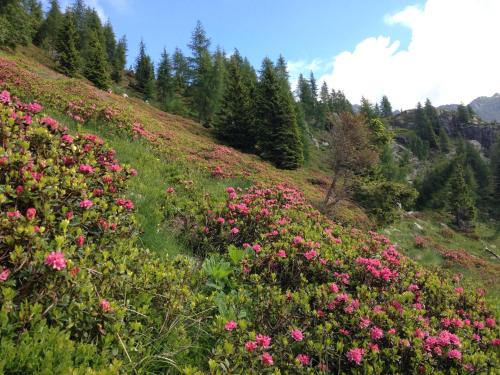 Albergo Chalet Abete Rosso