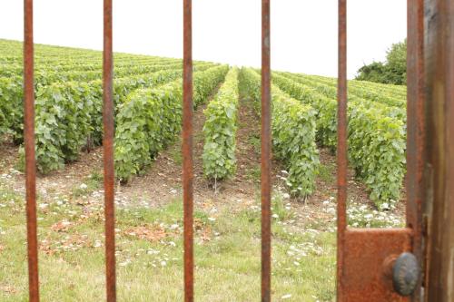 Au Coeur des Vignes