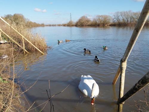 Skats, Prime fishing location in Laneham