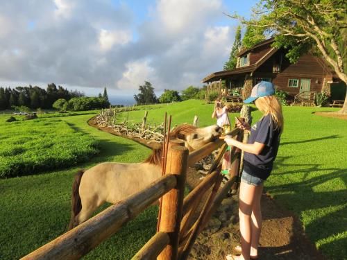 Kohala Lodge- Vacation Rental House