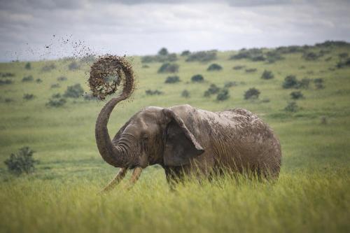 Tangi Elephant Camp in Paraa