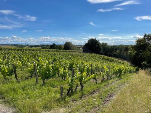 Pavillon du XIXeme au milieu des vignes - Le Layon