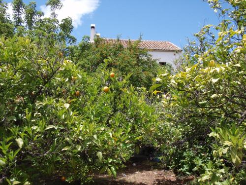  Casa de la Fuente in Tolox
