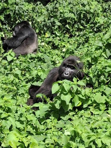 Amajani Gorilla Lodge in Kanungu