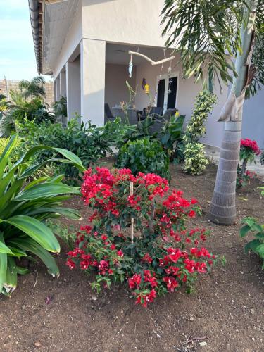 Apartments Diva Turtle in Bandabou