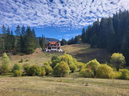 Daisy Forest in Borino