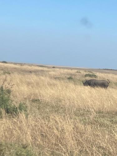 Mara oasis in Narok