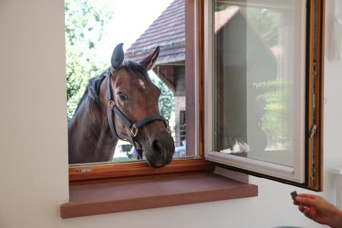 Vedere, Trommglück (Trommgluck) in Grasellenbach