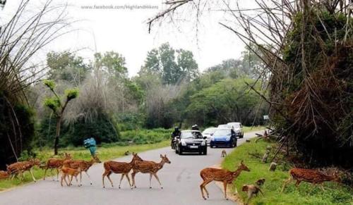 Blue mount stay in Gudalur